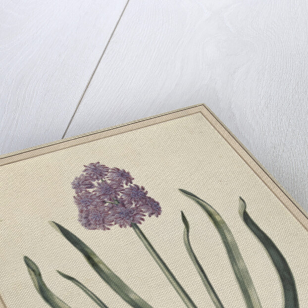 Hyacinth (Charming Violet) by F. Wijandt