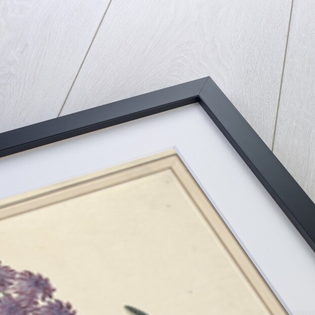 Hyacinth (Charming Violet) by F. Wijandt