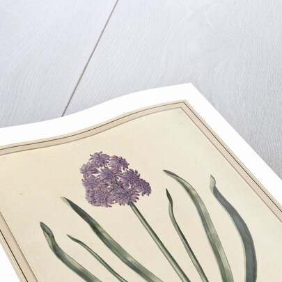 Hyacinth (Charming Violet) by F. Wijandt