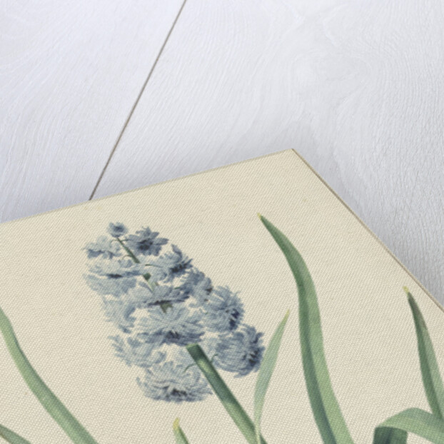The blue hyacinth Franciscus Primus by Jan Augustini
