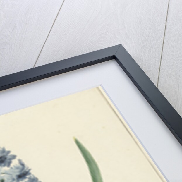 The blue hyacinth Franciscus Primus by Jan Augustini