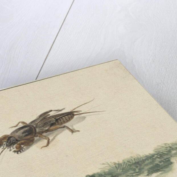 Insect by Gerard Sanders