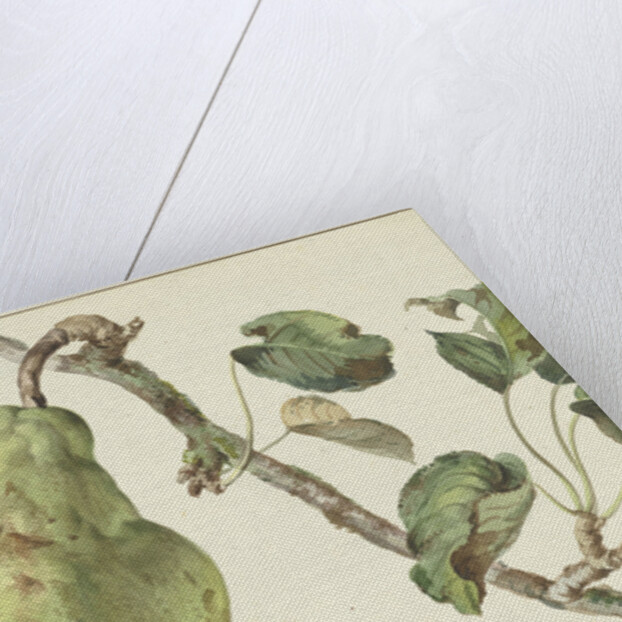 Pear on a branch by Pieter Gevers