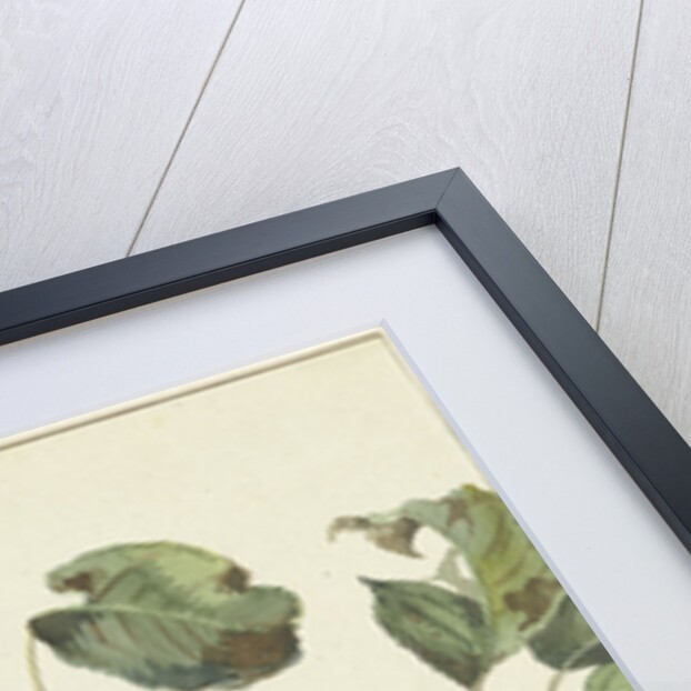 Pear on a branch by Pieter Gevers