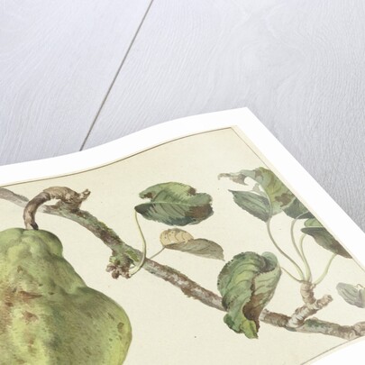 Pear on a branch by Pieter Gevers