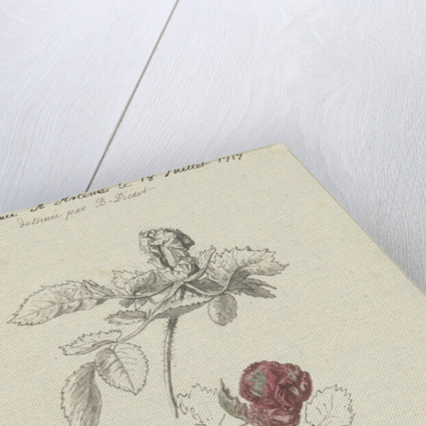 Study Sheet with a rose by Bernard Picart