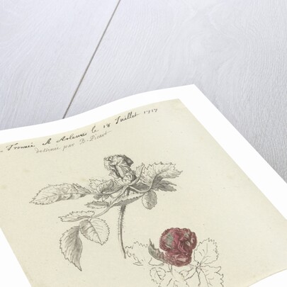 Study Sheet with a rose by Bernard Picart