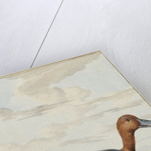 Pochard duck by Jabes Heenck