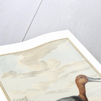 Pochard duck by Jabes Heenck