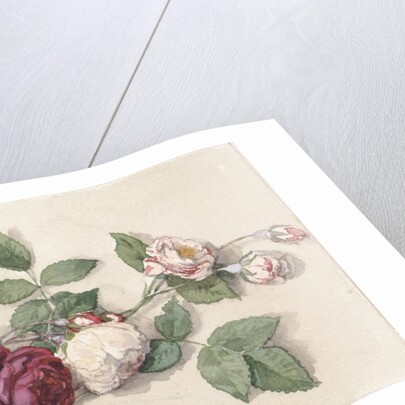 Bouquet of roses and geranium by Willem de Famars Testas