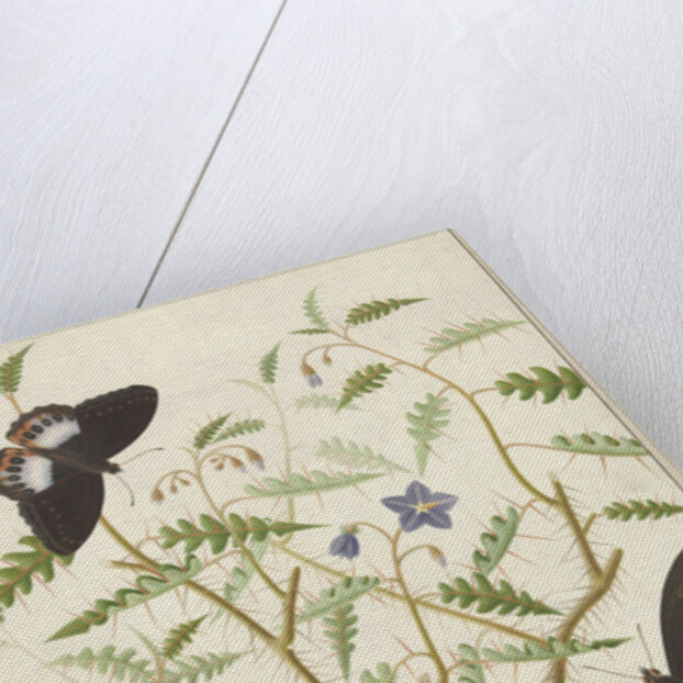 Two Exotic Butterflies on a Blooming Bush by Hermanus de Wit