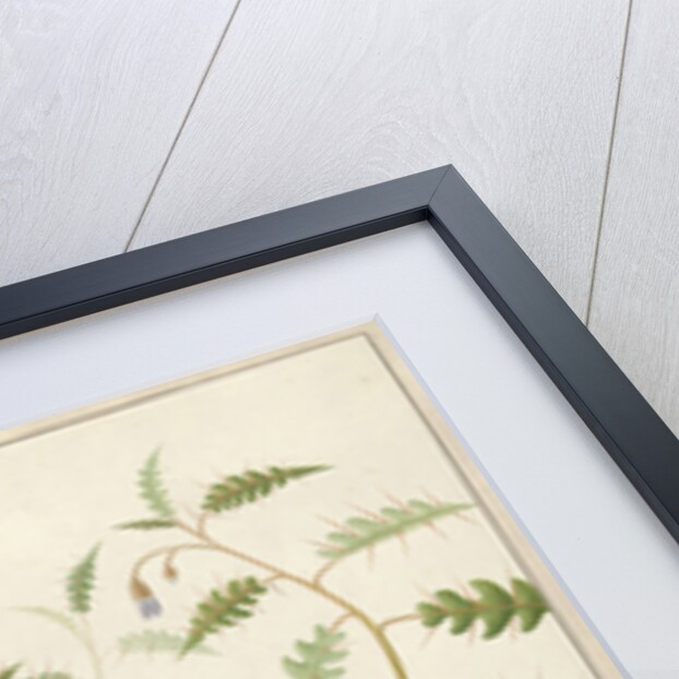 Two Exotic Butterflies on a Blooming Bush by Hermanus de Wit