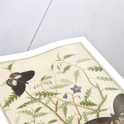 Two Exotic Butterflies on a Blooming Bush by Hermanus de Wit