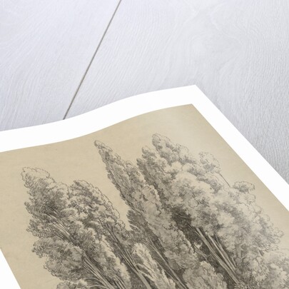 Group cypresses by Hendrik Voogd