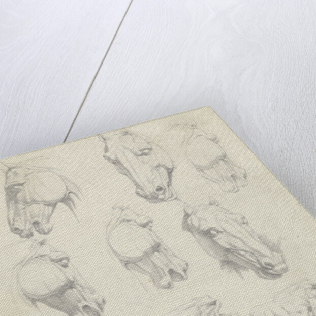 Nine anatomical studies of a horse head by Hendrik Voogd