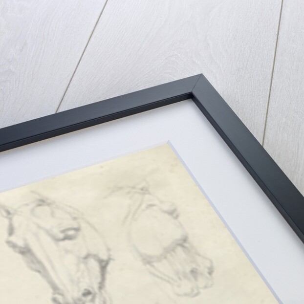 Nine anatomical studies of a horse head by Hendrik Voogd