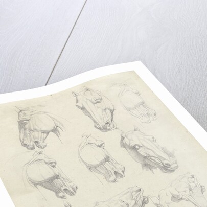 Nine anatomical studies of a horse head by Hendrik Voogd