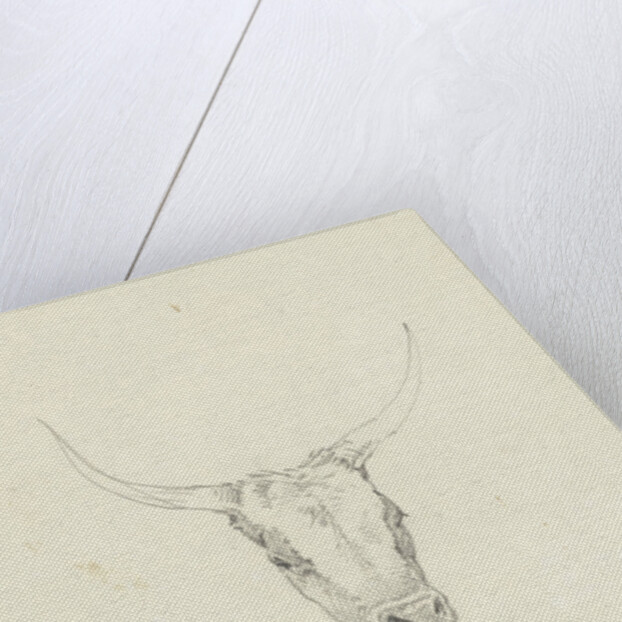 Bovine head by Hendrik Voogd