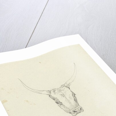 Bovine head by Hendrik Voogd