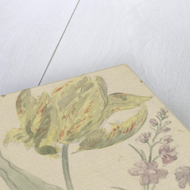 Study of a yellow tulip and another plant by Elias van Nijmegen