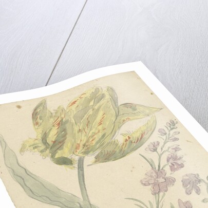 Study of a yellow tulip and another plant by Elias van Nijmegen