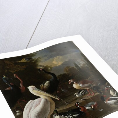 A Pelican and other Birds near a Pool by Melchior d' Hondecoeter