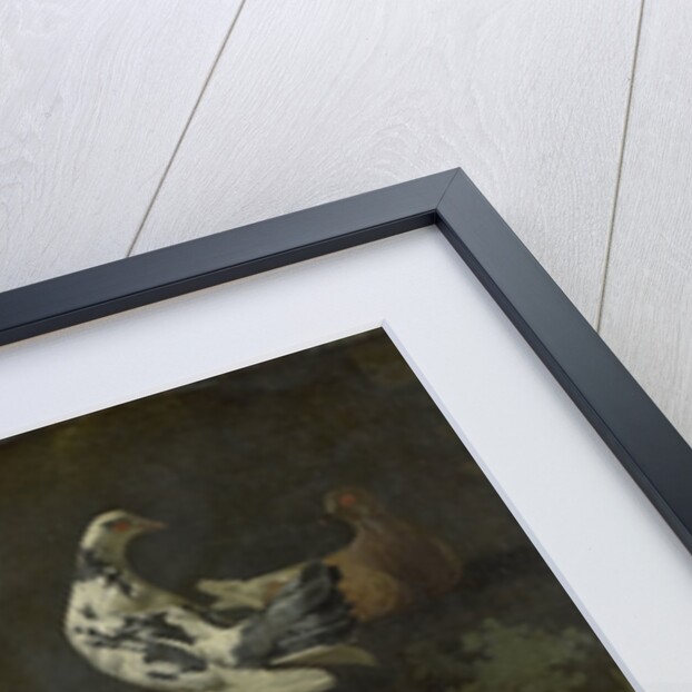 A Cock, Hens, Doves, and a Marmot by Jacomo Victors