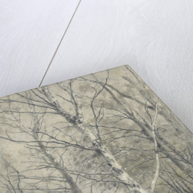 Forest of birch trees by Alphonse Stengelin