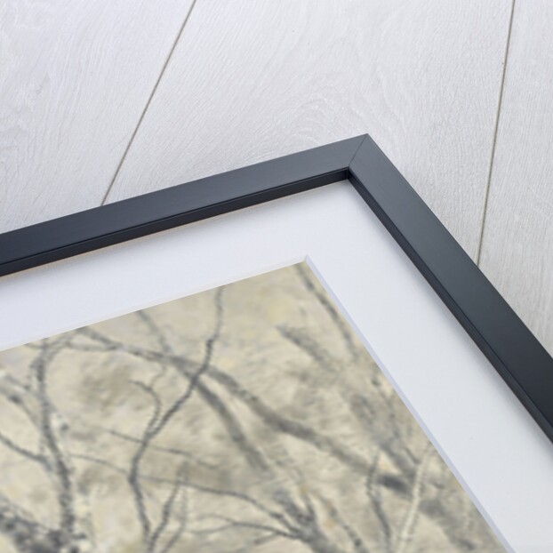 Forest of birch trees by Alphonse Stengelin