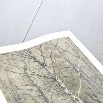 Forest of birch trees by Alphonse Stengelin