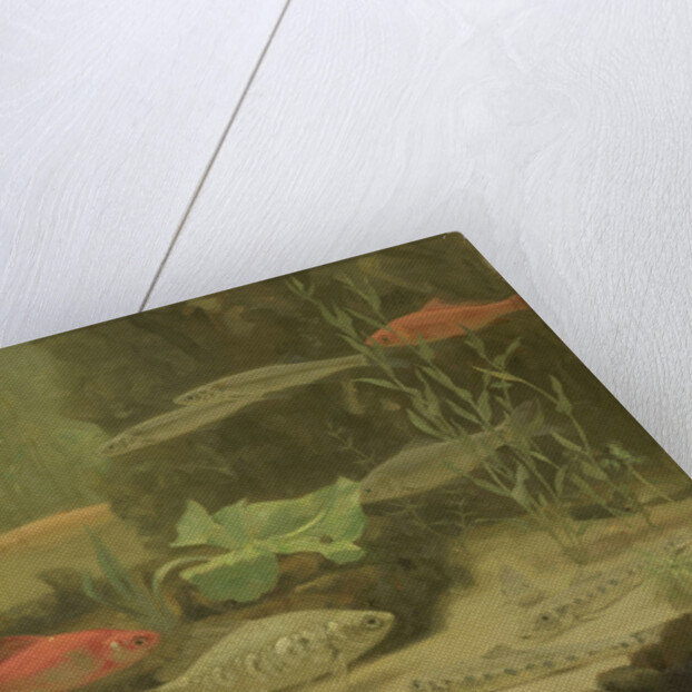 Gold and silver fish in an aquarium by Gerrit Willem Dijsselhof