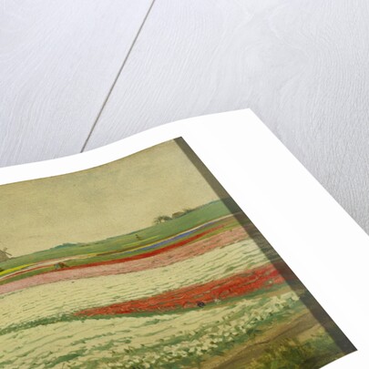Tulip Fields by Gerrit Willem Dijsselhof