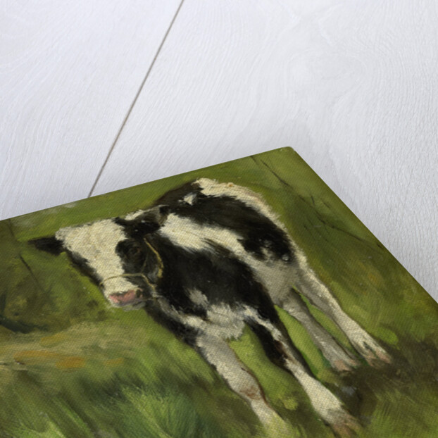 Calf, black and white spotted by Geo Poggenbeek