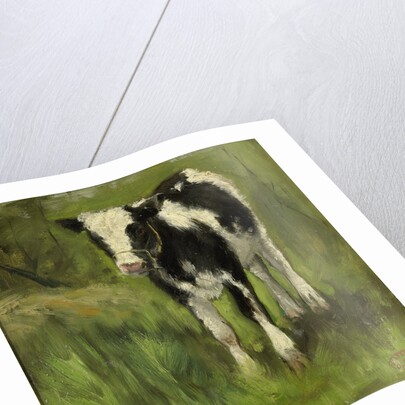 Calf, black and white spotted by Geo Poggenbeek