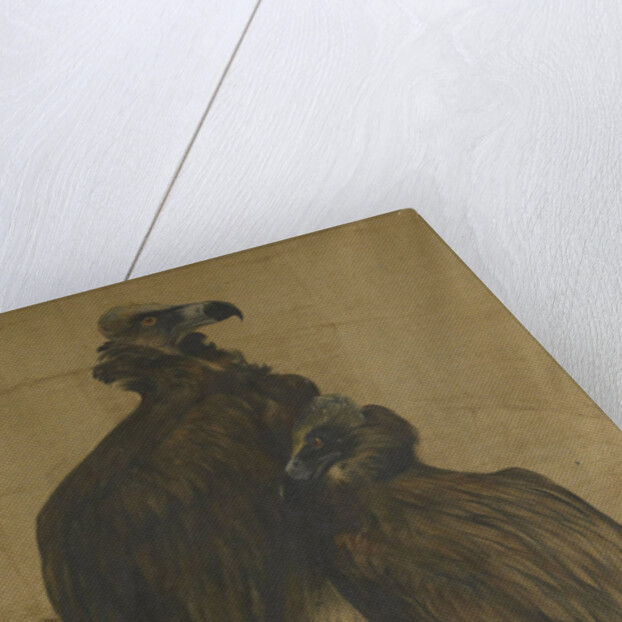 Two vultures by Theo van Hoytema