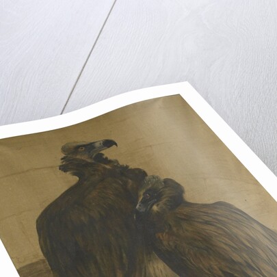 Two vultures by Theo van Hoytema