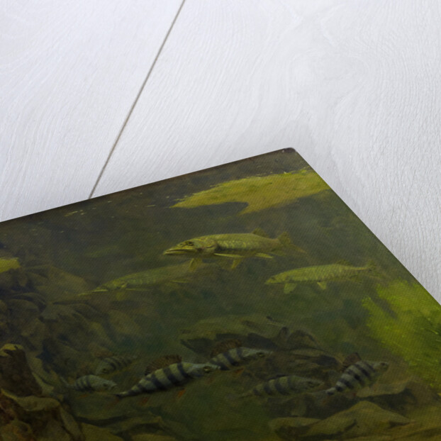 Pike and bass in an aquarium by Gerrit Willem Dijsselhof