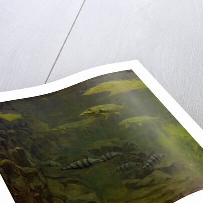 Pike and bass in an aquarium by Gerrit Willem Dijsselhof