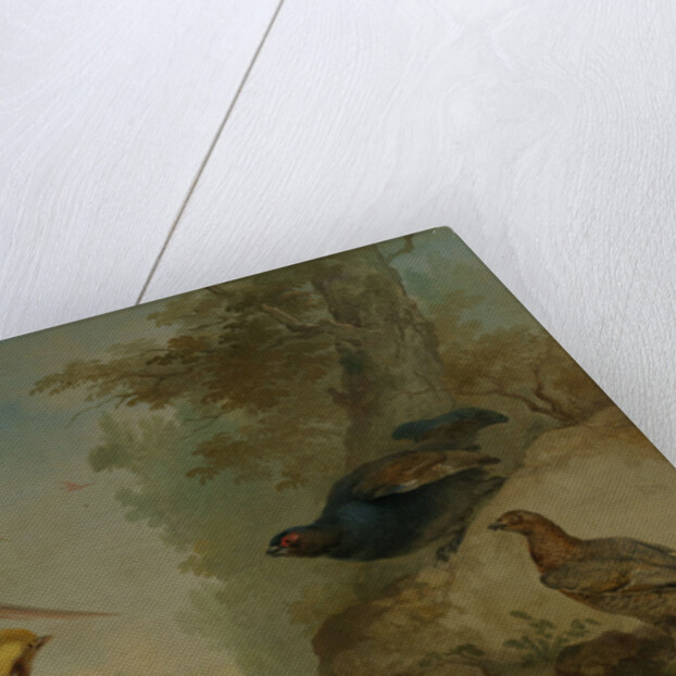 Pheasants by Aert Schouman