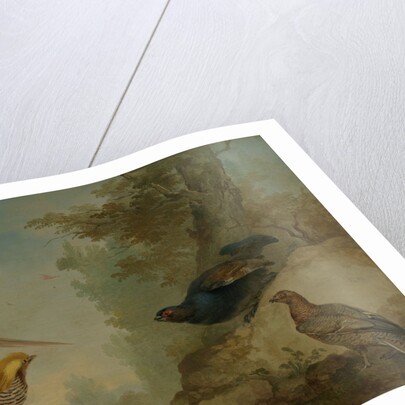 Pheasants by Aert Schouman