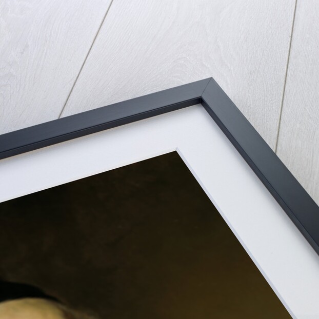 Portrait of a Man, possibly Augustijn Wtenbogaert, or Johannes Wtenbogaert, Tax Collector of Amsterdam by Govert Flinck