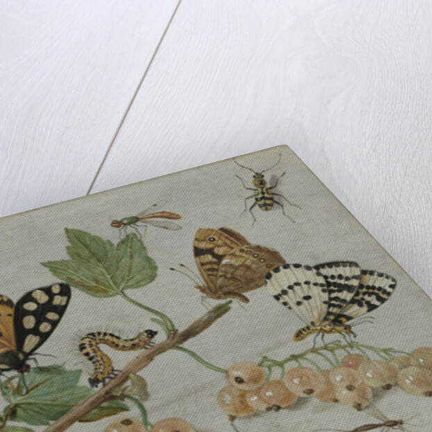 Insects and Fruit by Jan van Kessel I