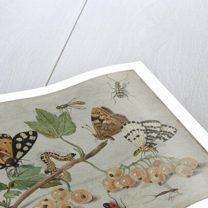 Insects and Fruit by Jan van Kessel I