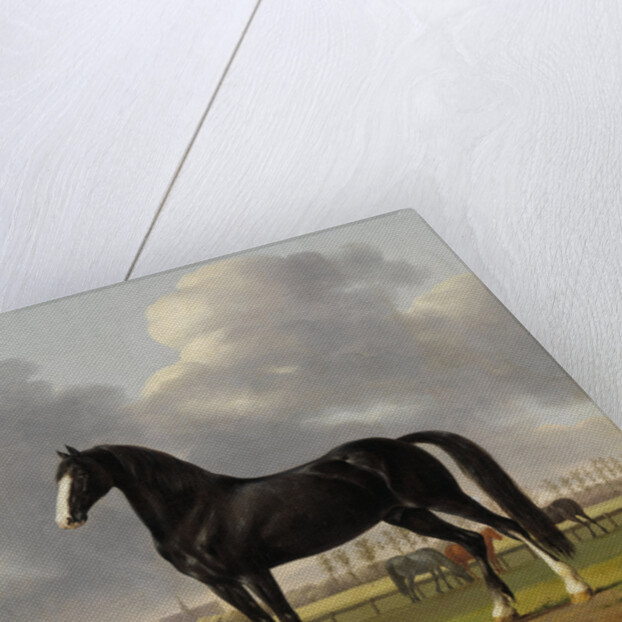 Adriaan van der Hoop’s Trotter ‘De Vlugge’, The Fast One in a Meadow by Anthony Oberman