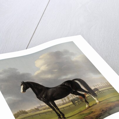 Adriaan van der Hoop’s Trotter ‘De Vlugge’, The Fast One in a Meadow by Anthony Oberman