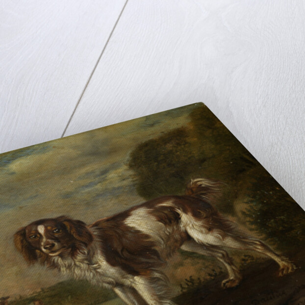 A spaniel by Paulus Potter