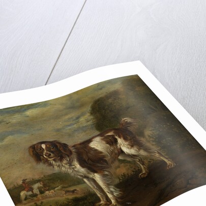 A spaniel by Paulus Potter