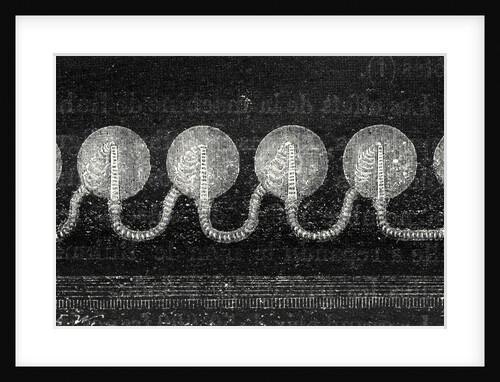 Geissler Tubes by Anonymous