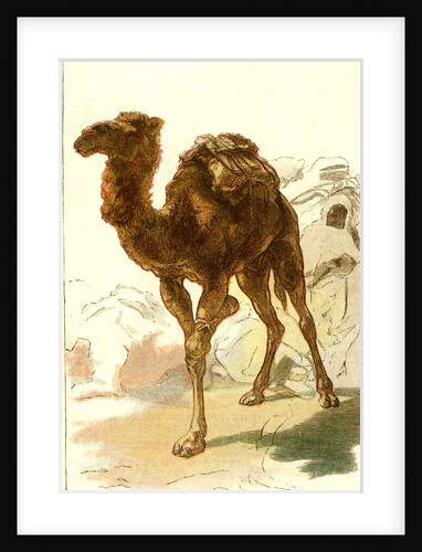 Camel 1885 Algeria by Anonymous