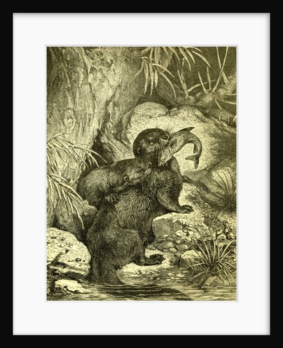 Otter 1891 Austria by Anonymous